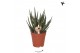 Aloe Kolibri Greens Succulenten Aloe Delaine 1 pp  cm diameter 