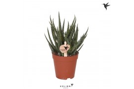 Aloe Kolibri Greens Succulenten Aloe Delaine 1 pp  cm diameter