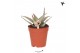 Aloe Kolibri Greens Succulenten Aloe Wichita cm diameter 1 pp 