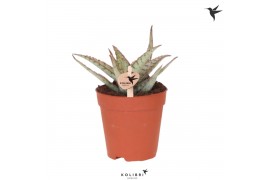 Aloe Kolibri Greens Succulenten Aloe Wichita cm diameter 1 pp