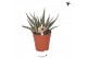 Aloe Kolibri Greens Succulenten Aloe Mingo 1 pp  cm diameter 