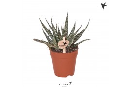 Aloe Kolibri Greens Succulenten Aloe Mingo 1 pp  cm diameter