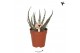 Aloe Kolibri Greens Succulenten Aloe Kiowa 1 pp  cm diameter 