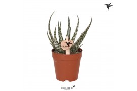 Aloe Kolibri Greens Succulenten Aloe Kiowa 1 pp  cm diameter