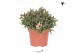 Rhipsalis burchellii Kolibri Greens Rhipsalis Burchelli 1 pp  cm diame 