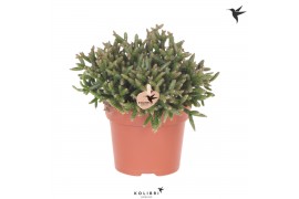 Rhipsalis burchellii Kolibri Greens Rhipsalis Burchelli 1 pp  cm diame