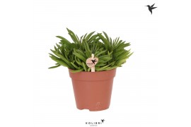 Peperomia happy bean Kolibri Greens Succulenten Peperomia Happy Bean c