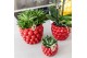 Peperomia happy bean Kolibri Greens Succulenten Peperomia Happy Bean c 