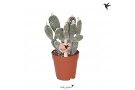 Opuntia microdasys albispina Kolibri Greens Opuntia white 2 pp  cm dia