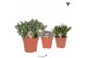 Succulenten mix Kolibri Greens Succulenten mix 1 pp  cm diameter 