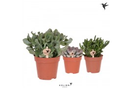 Succulenten mix Kolibri Greens Succulenten mix 1 pp  cm diameter