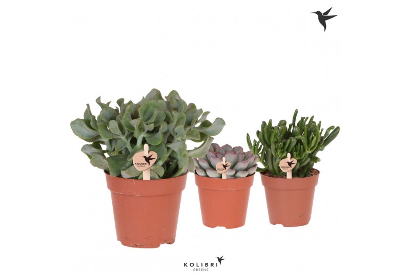 Succulenten mix Kolibri Greens Succulenten mix 1 pp  cm diameter 