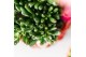Succulenten mix Kolibri Greens Succulenten mix 1 pp  cm diameter 