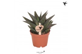 Haworthia limifolia Kolibri Greens Succulenten Haworthia Limifolia 1 p