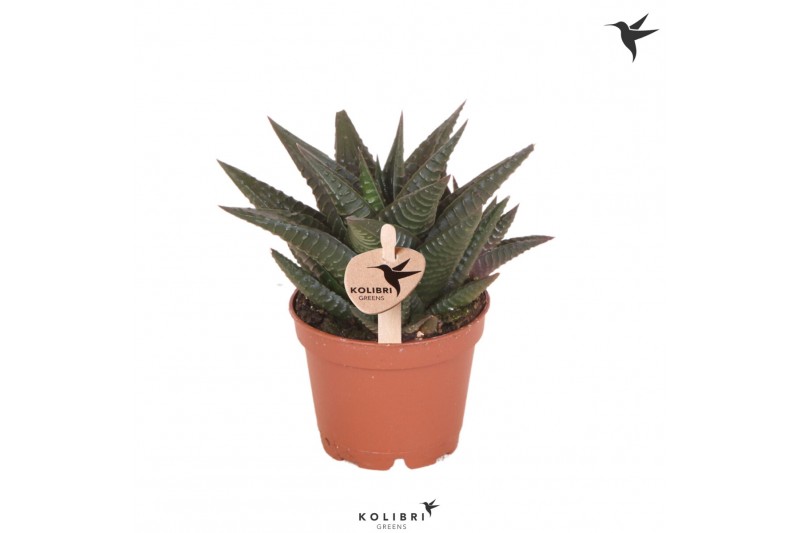 Haworthia limifolia Kolibri Greens Succulenten Haworthia Limifolia 1 p 