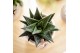 Haworthia limifolia Kolibri Greens Succulenten Haworthia Limifolia 1 p 