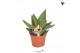 Aloe brevifolia Kolibri Greens Succulenten Aloe Brevifolia 1 pp  cm di 