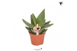 Aloe brevifolia Kolibri Greens Succulenten Aloe Brevifolia 1 pp  cm di