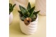 Aloe brevifolia Kolibri Greens Succulenten Aloe Brevifolia 1 pp  cm di 