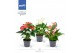 Anthurium andr. mix Grandiflora FanMix 