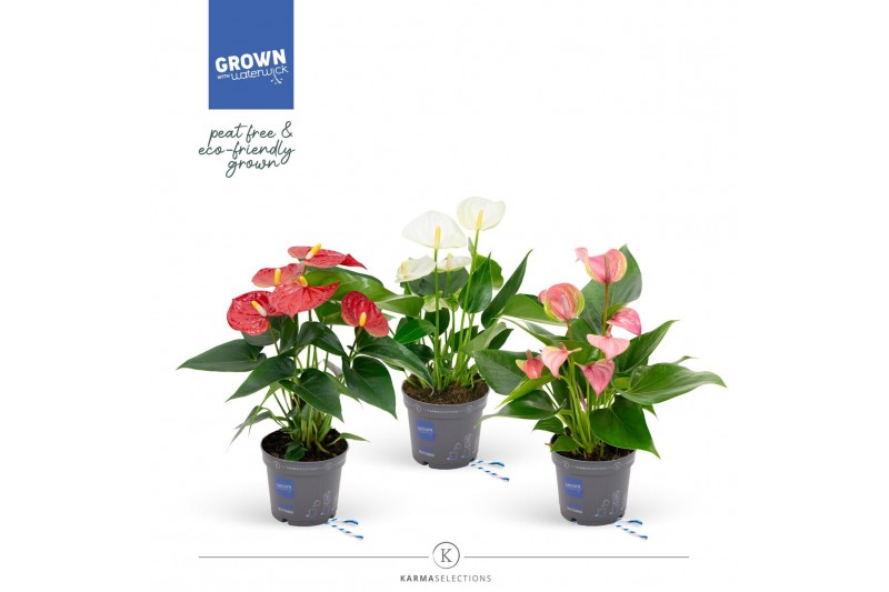 Anthurium andr. mix Grandiflora FanMix 