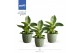 Philodendron KARMA White Stripe |Sierpot Jade + Waterreservoir 