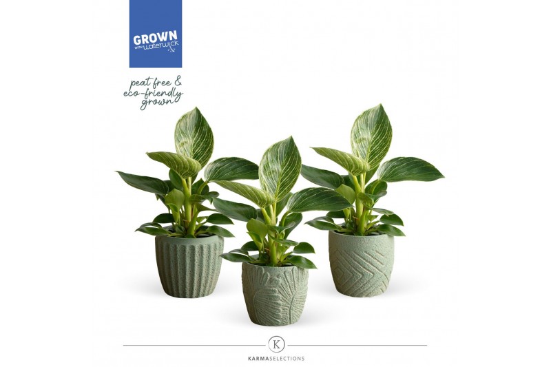 Philodendron KARMA White Stripe |Sierpot Jade + Waterreservoir 
