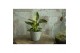 Philodendron KARMA White Stripe |Sierpot Jade + Waterreservoir 