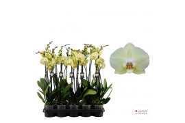 Phalaenopsis golden coin 2 tak - 75/80cm