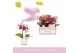 Phalaenopsis multiflora mix Aromio Mix 2 tak in Lazio White 