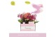 Phalaenopsis multiflora mix Aromio Mix 2 tak in Lazio White 