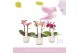 Phalaenopsis multiflora mix Aromio Mix 2 tak in Lazio White 
