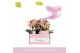 Phalaenopsis multiflora oranje Aromio Honey 2 tak 