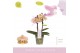 Phalaenopsis multiflora oranje Aromio Honey 2 tak 