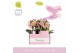 Phalaenopsis multiflora oranje Aromio Honey 2 spike in Salmon Molise A 