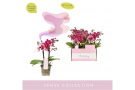 Phalaenopsis multiflora paars Aromio Fruity 2 tak