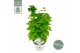 Philadelphus coronarius illuminati tower 