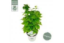 Philadelphus coronarius illuminati tower