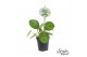 Pilea peperomioides Pilea Smylie Plant® - Happy 5 cm diameter 1 pp 