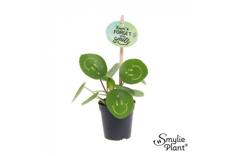 Pilea peperomioides Pilea Smylie Plant® - Happy 5 cm diameter 1 pp Pilea peperomioides Pilea Smylie Plant® - Happy 5 cm diameter 1 pp