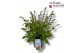 Salvia pratensis Salvia Azure Snow 