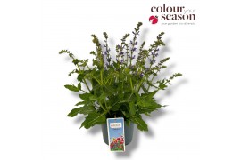 Salvia pratensis Salvia Azure Snow