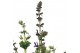 Salvia pratensis Salvia Azure Snow 