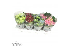Hydrangea macr. mix Mix 3-5 Bloem