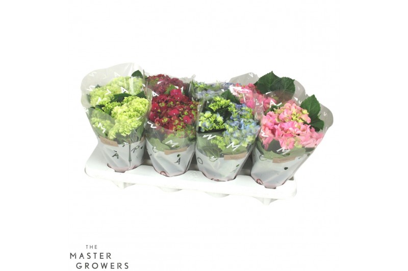 Hydrangea macr. mix Mix 3-5 Bloem 