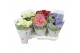 Hydrangea macr. mix Mix 3-5 Bloem 