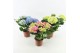 Hydrangea macr. mix Mix 3-5 Bloem 