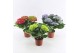 Hydrangea macr. mix Mix 3-5 Bloem 