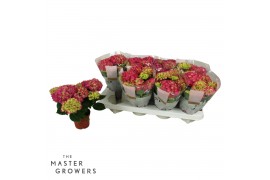 Hydrangea macr. tabletensia Rood 5+ Bloem