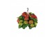 Hydrangea macr. hi fire Hydrangea macr. 27cm Rood Hangplant 20+ Bloem  